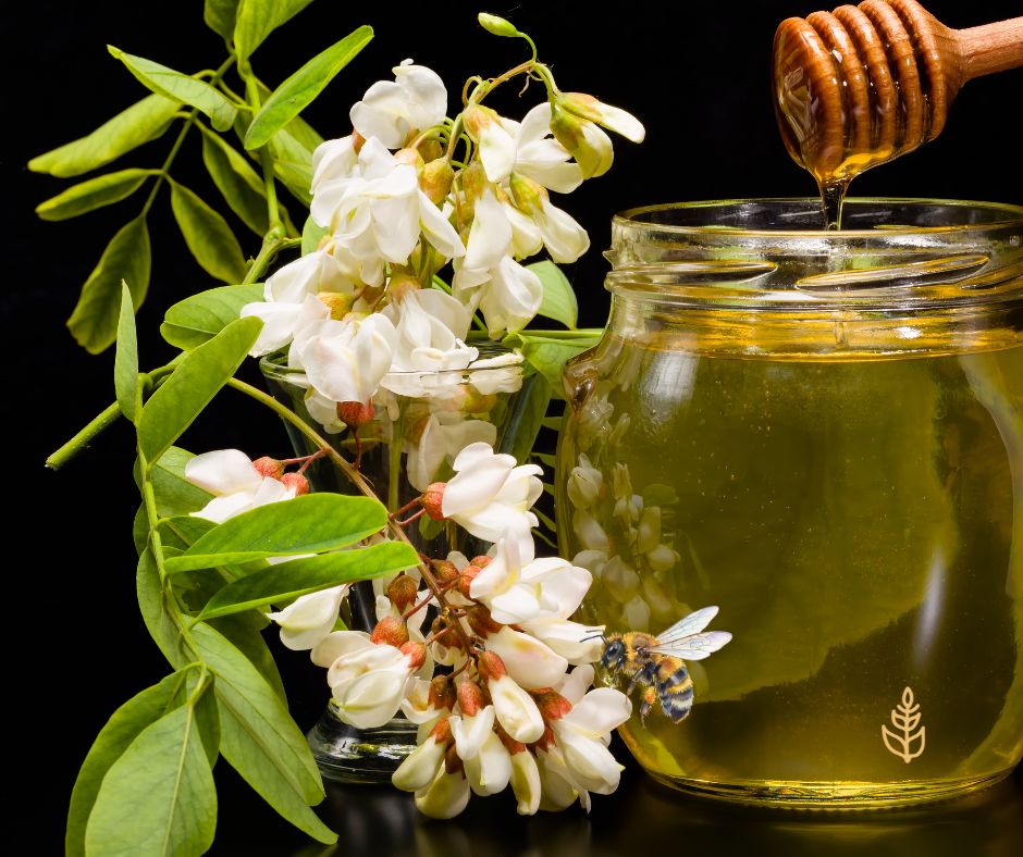 Acacia il fiore dei simboli
