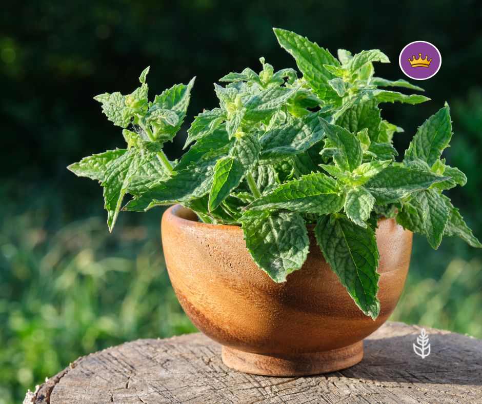 Melissa calma e rilassamento