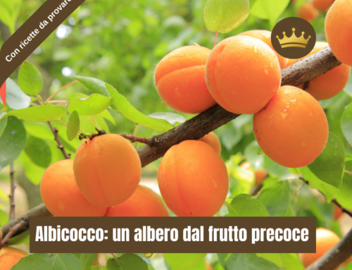 Albicocco: un albero dal frutto precoce