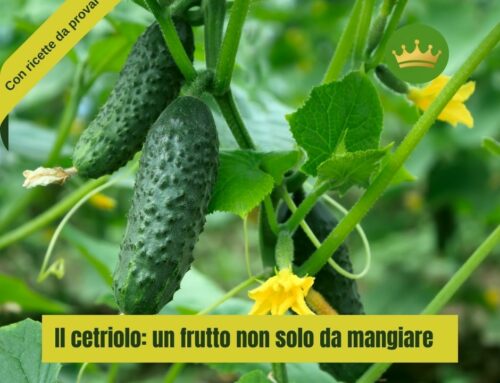 Il cetriolo: un frutto non solo da mangiare