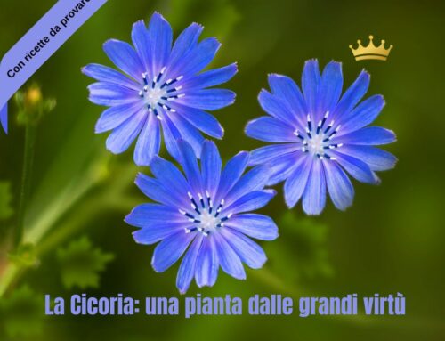 La Cicoria: una pianta dalle grandi virtù