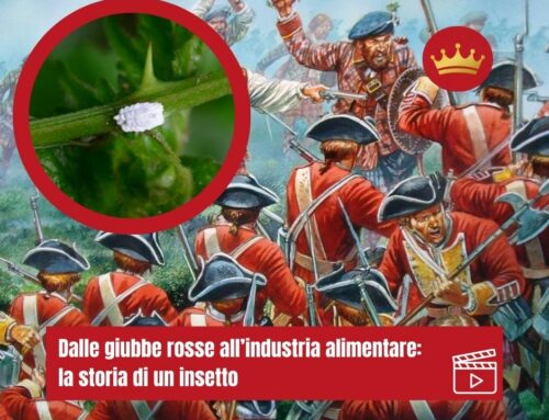 Dalle giubbe rosse all’industria alimentare: la storia di un insetto