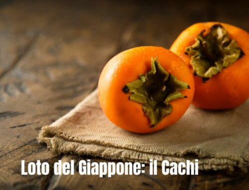 Loto del Giappone: il Cachi