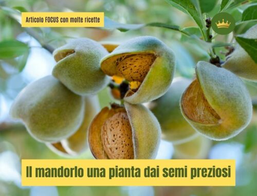 Il mandorlo: la pianta dai semi preziosi