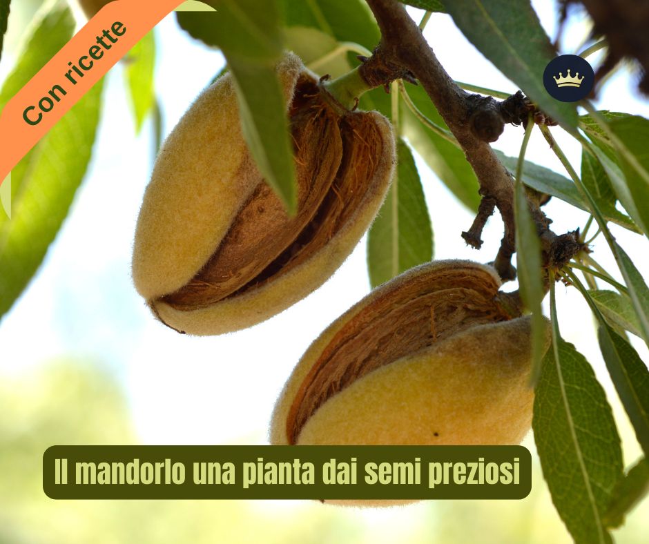 Il mandorlo una pianta tutta da conoscere