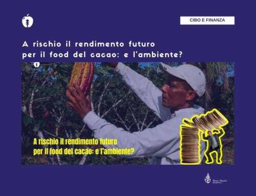 A rischio il rendimento futuro per il food del cacao: e l’ambiente?