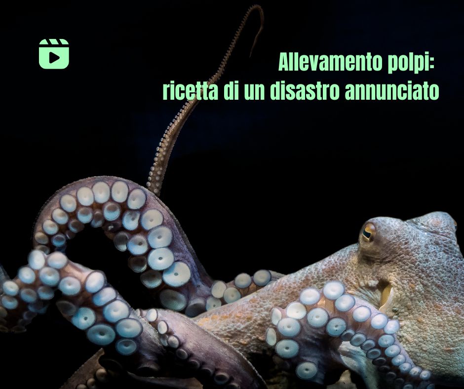 8 ottobre giornata mondiale polpo