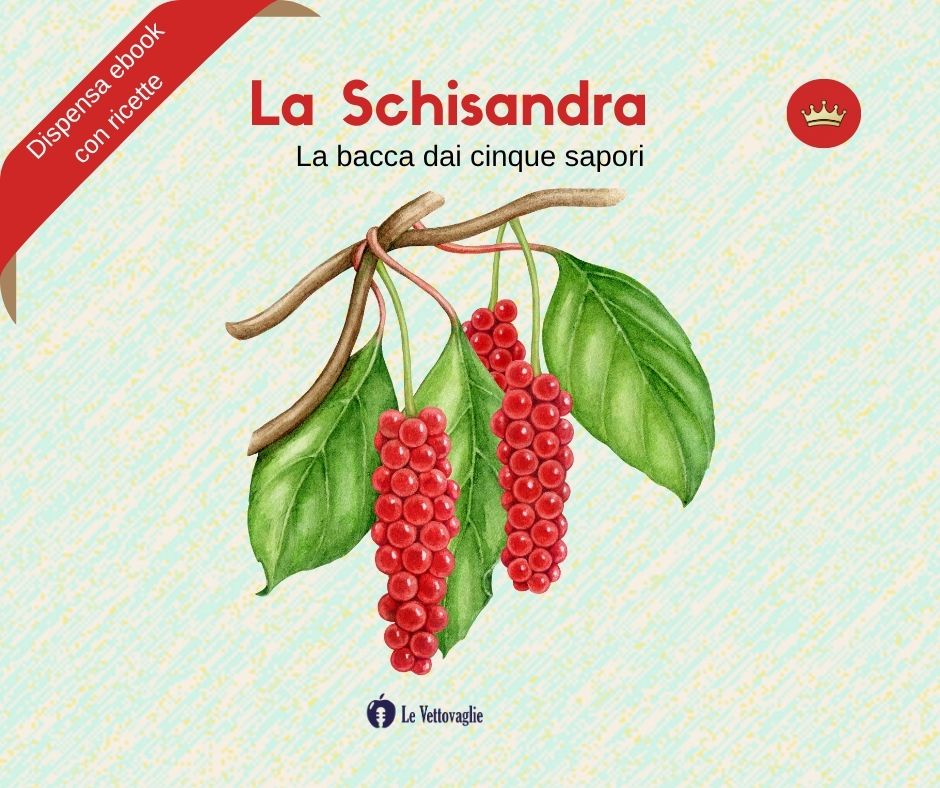 Conosciamo la Schisandra