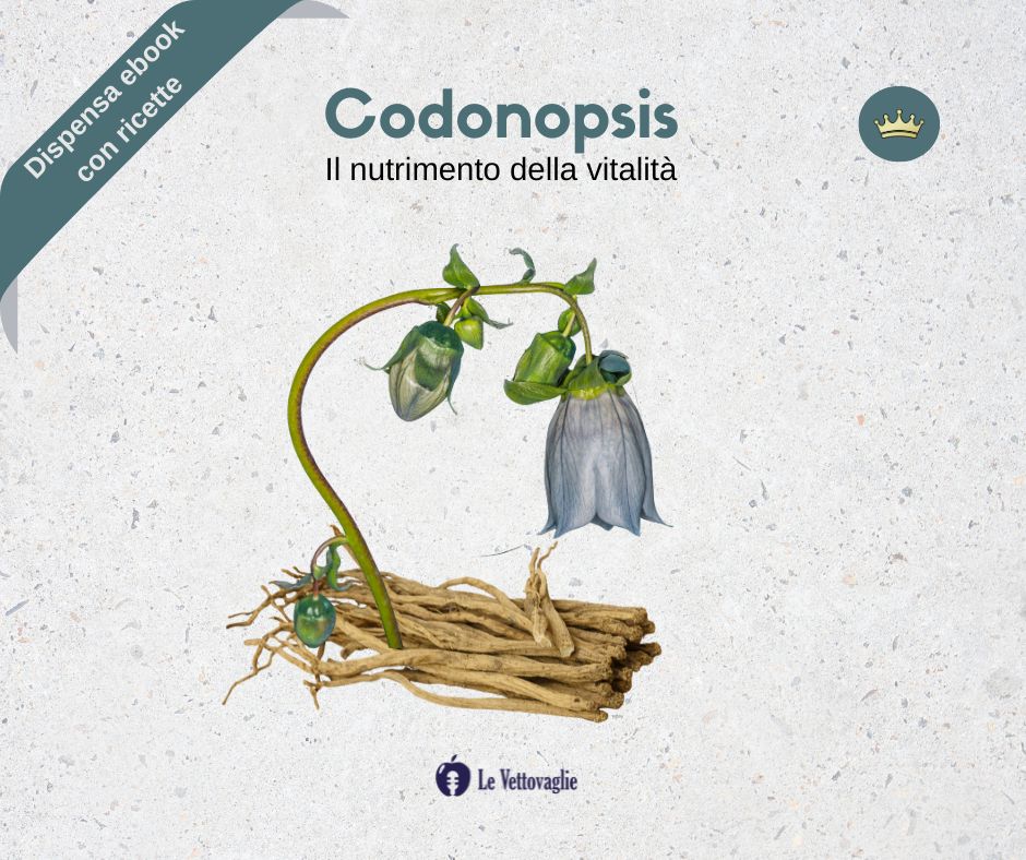 Codonopsil Pilosulae - fiore e radice