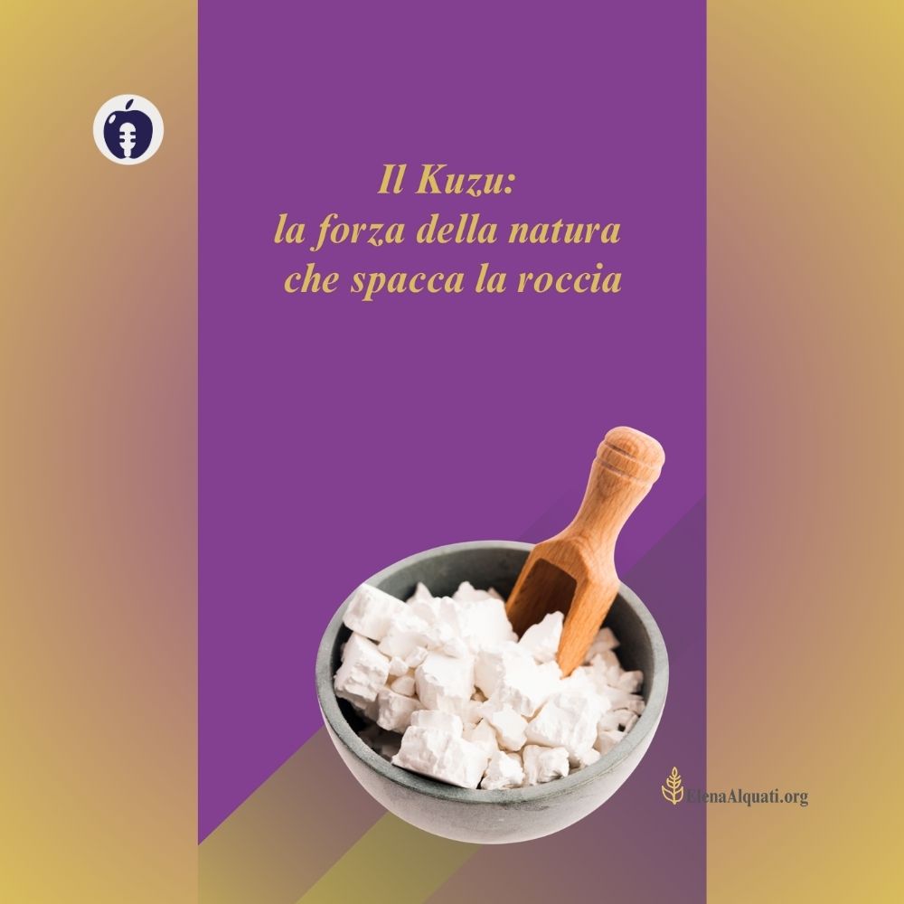 Il kuzu la radice che cura