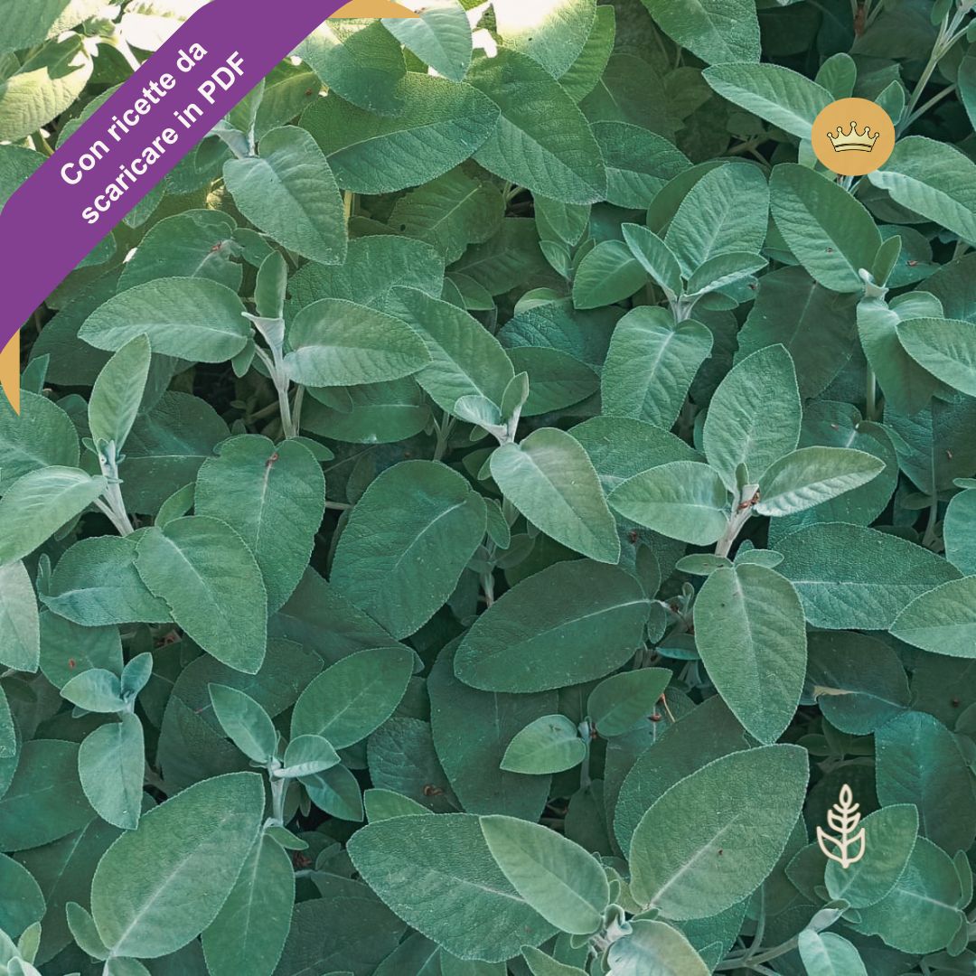 Salvia Rosasco