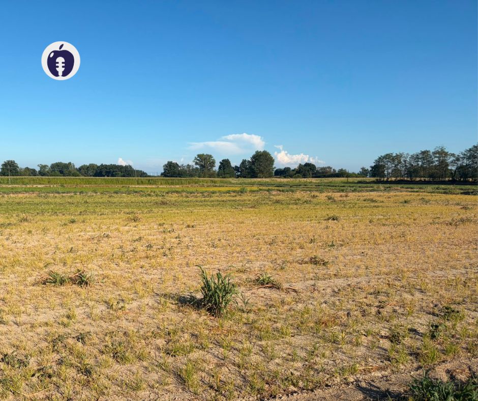 Campo riso Ottobiano 13 luglio