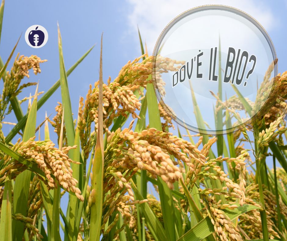 Dov'&egrave; il biologico